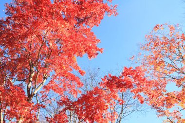 Kiyosato Yaylası, Yamanashi, Japan sonbahar yaprakları