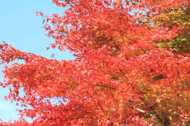 Kiyosato Yaylası, Yamanashi, Japan sonbahar yaprakları