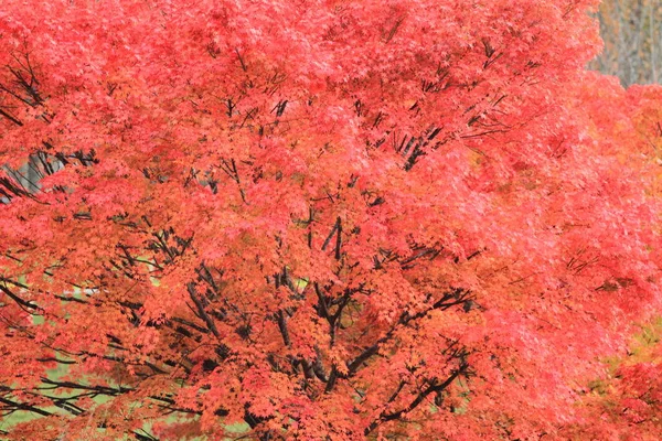Herbstblätter im Kiyosato-Hochland, yamanashi, japan — Stockfoto