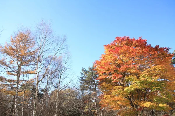 Podzimní listí v Kiyosato highland, Yamanashi, Japonsko — Stock fotografie