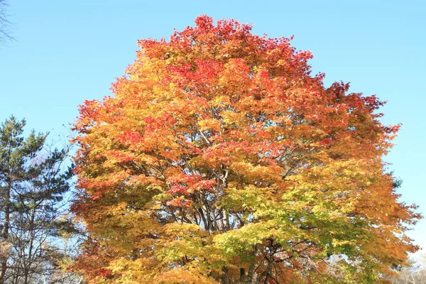 Осіннє листя в Kiyosato високогір'я, Yamanashi, Японія — стокове фото