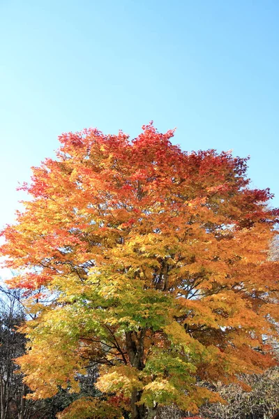 Jesienne liście, w Kiyosato highland, Yamanashi, Japonia — Zdjęcie stockowe