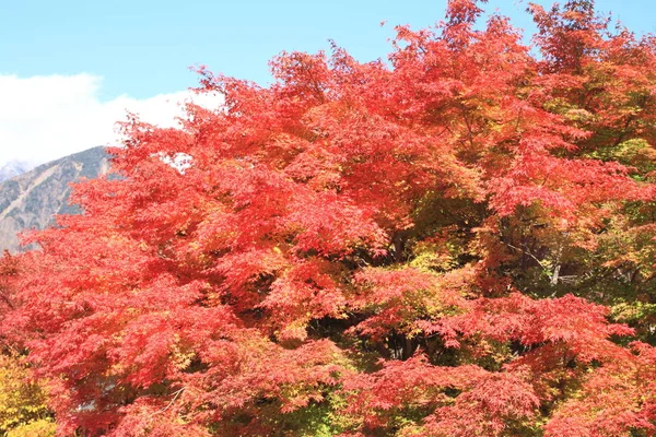 Jesienne liście, w Kiyosato highland, Yamanashi, Japonia — Zdjęcie stockowe