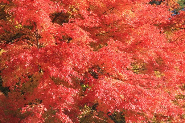 Folhas de outono em Kiyosato highland, Yamanashi, Japão — Fotografia de Stock