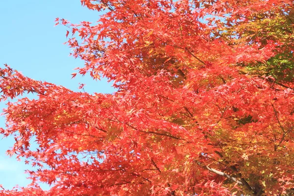 Podzimní listí v Kiyosato highland, Yamanashi, Japonsko — Stock fotografie