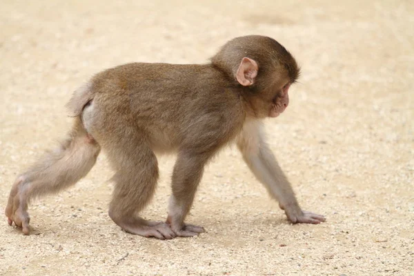 Scimmia selvatica giapponese a Beppu, Oita, Giappone — Foto Stock