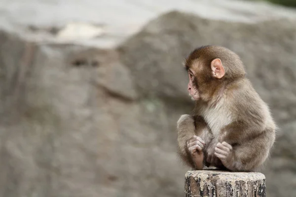 Scimmia selvatica giapponese a Beppu, Oita, Giappone — Foto Stock