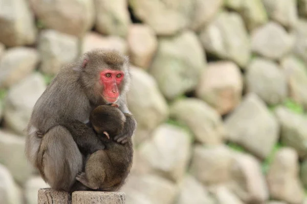 Scimmie giapponesi selvagge che si abbracciano a Beppu, Oita, Giappone — Foto Stock