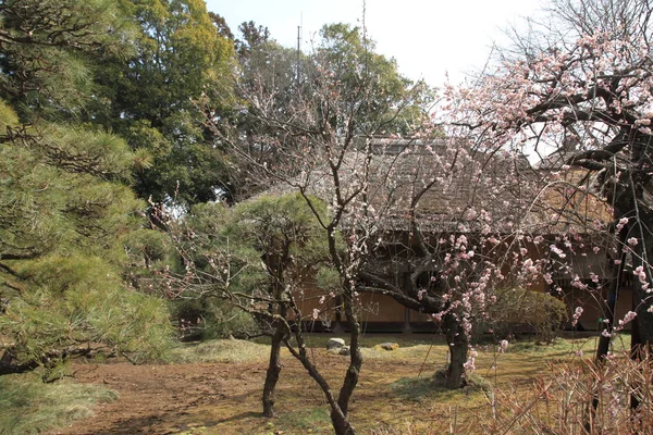 梅の花と水戸偕楽園 Kobuntei — ストック写真
