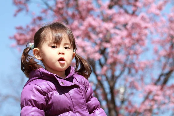 Niña japonesa y flores de cerezo 21 años ) —  Fotos de Stock