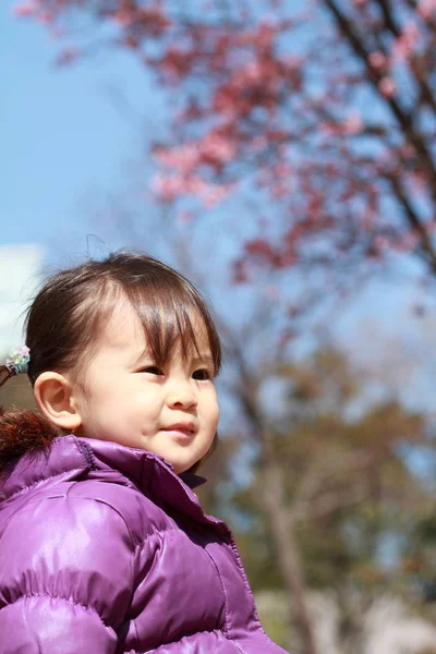 Japonská dívka a Třešňové květy 21 let) — Stock fotografie