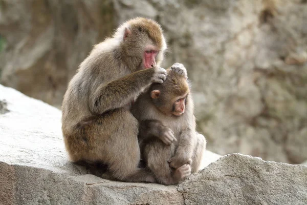 Governare le scimmie giapponesi selvagge a Beppu, Oita, Giappone — Foto Stock