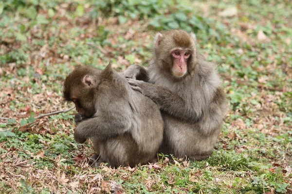Governare le scimmie giapponesi selvagge a Beppu, Oita, Giappone — Foto Stock
