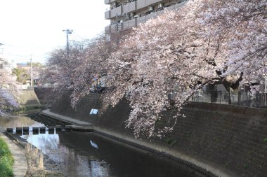 satır kiraz çiçeği ağaçların Ooka Nehri, Yokohama, Japonya