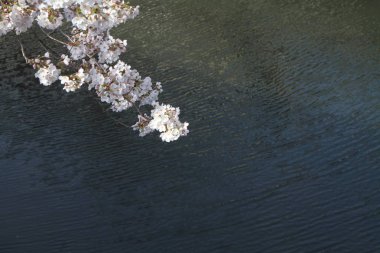 kiraz çiçekleri ve yüzey Ooka Nehri, Yokohama, Japonya