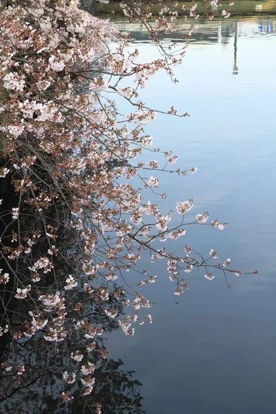 Kirschblüten und Oberfläche des ooka-Flusses, yokohama, japan — Stockfoto