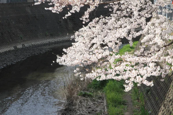 Hilera de cerezos a lo largo del río Ooka, Yokohama, Japón — Foto de Stock