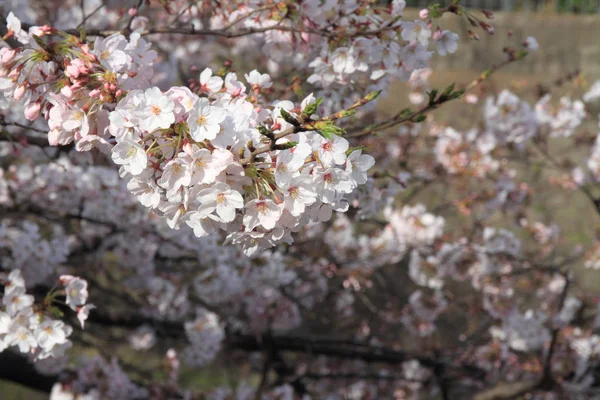 Flores de cereja e superfície do rio Ooka, Yokohama, Japão — Fotografia de Stock