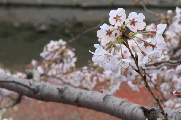 Cherry blossoms and surface of Ooka river, Yokohama, Japan — Stock Photo, Image