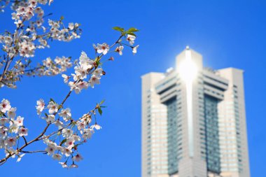 Yokohama landmark tower ve kiraz çiçekleri Kanagawa, Japonya