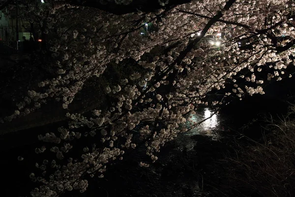 Cherry trees along Ooka river, Yokohama, Japan at evening — стоковое фото