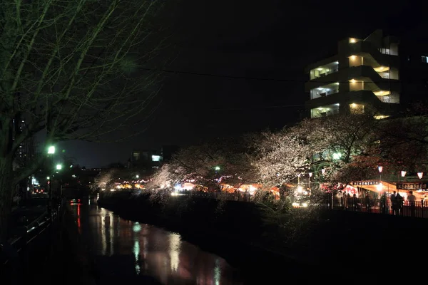 Třešňové stromy podél řeky Ooka, Yokohama, Japonsko na večer — Stock fotografie
