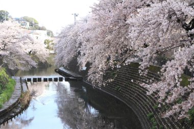 satır kiraz çiçeği ağaçların Ooka Nehri, Yokohama, Japonya