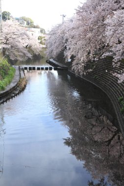 satır kiraz çiçeği ağaçların Ooka Nehri, Yokohama, Japonya