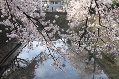 satır kiraz çiçeği ağaçların Ooka Nehri, Yokohama, Japonya