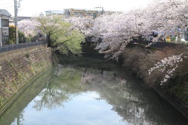 satır kiraz çiçeği ağaçların Ooka Nehri, Yokohama, Japonya