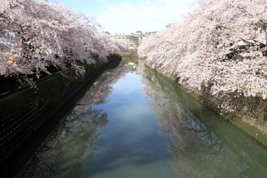 satır kiraz çiçeği ağaçların Ooka Nehri, Yokohama, Japonya