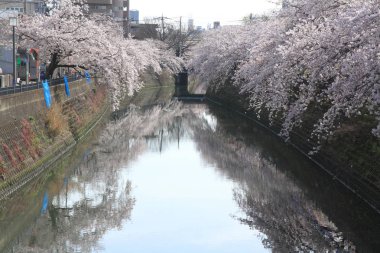 satır kiraz çiçeği ağaçların Ooka Nehri, Yokohama, Japonya