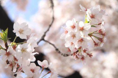 mavi gökyüzünün altında kiraz çiçekleri