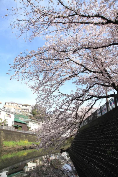 Hilera de cerezos a lo largo del río Ooka, Yokohama, Japón — Foto de Stock