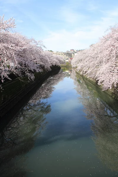 神奈川県横浜市大岡川桜並木の行 — ストック写真