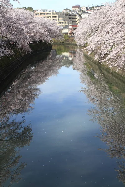 神奈川県横浜市大岡川桜並木の行 — ストック写真