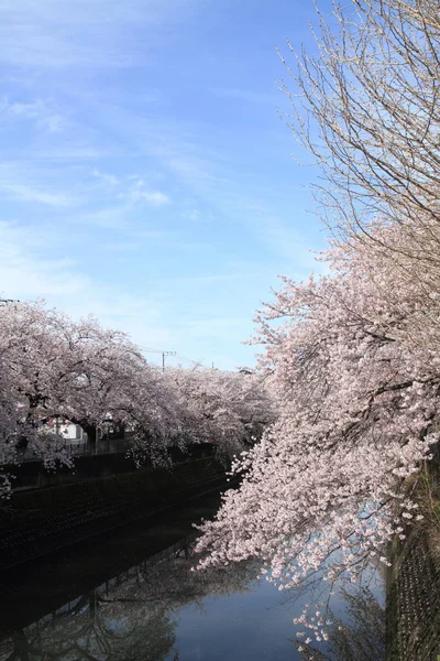 Ряд цветущих сакур вдоль реки Оока, Йокогама, Япония — стоковое фото