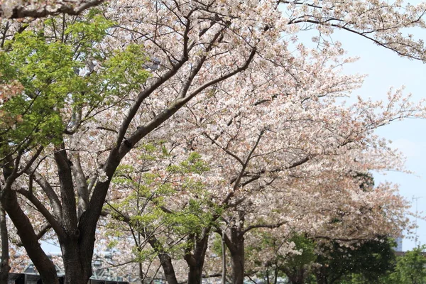 Flores de cereja sob o céu azul — Fotografia de Stock
