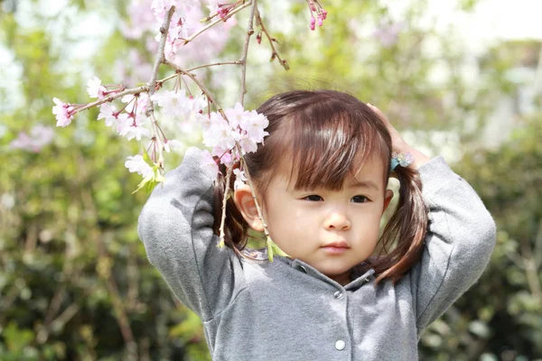 Menina japonesa e flores de cereja (2 anos ) — Fotografia de Stock