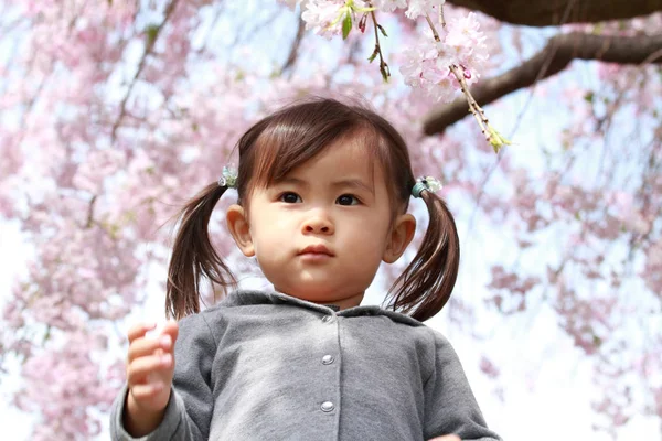 Japon kız ve kiraz çiçekleri (2 yaşında) — Stok fotoğraf