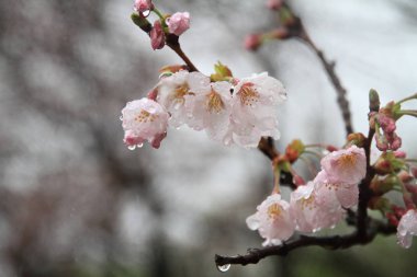 kiraz çiçekleri Sakura içinde hiçbir sato, Izu, Shizuoka, Japonya (yağmur damlası)