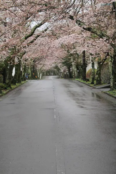 Tunnel mit Kirschblüten im Izu-Hochland, Shizuoka, Japan (regnerisch)) — Stockfoto