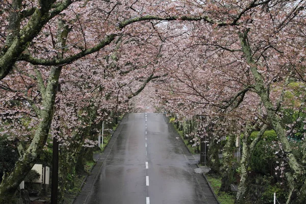 Tunel kwitnącej wiśni w Izu highland, Shizuoka, Japonia (deszczowe) — Zdjęcie stockowe