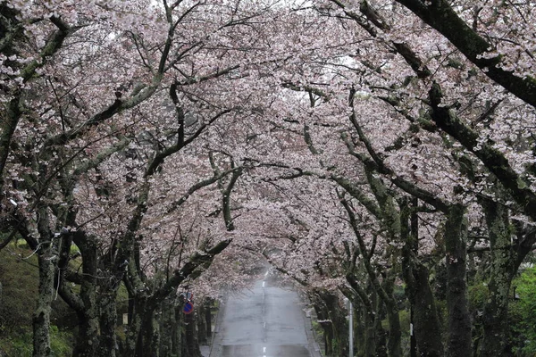 Izu highland, Shizuoka, Japonya (yağmurlu kiraz çiçekleri tüneli) — Stok fotoğraf