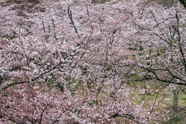 Cherry blossoms in Sakura no sato, Izu, Shizuoka, Japan (rainy) — Stock Photo, Image