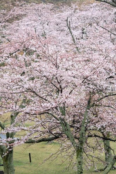 Cherry blossoms in Sakura no sato, Izu, Shizuoka, Japan (rainy) — Stock Photo, Image