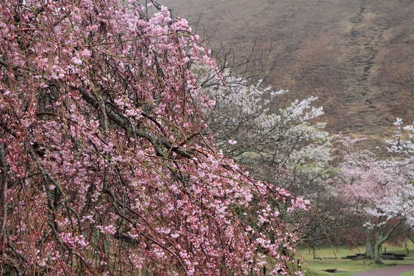 Cherry blossoms in Sakura no sato, Izu, Shizuoka, Japan (rainy) — Stock Photo, Image