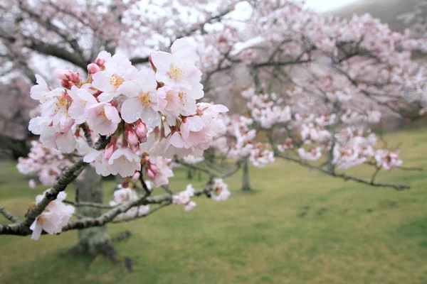 Cherry blossoms in Sakura no sato, Izu, Shizuoka, Japan (rain drop) — Stock Photo, Image