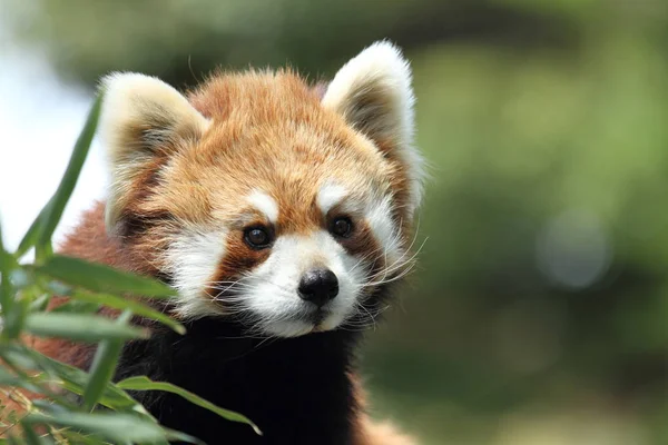 Red panda (lesser panda) — Stock Photo, Image