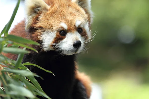 Panda rosso (panda minore ) — Foto Stock